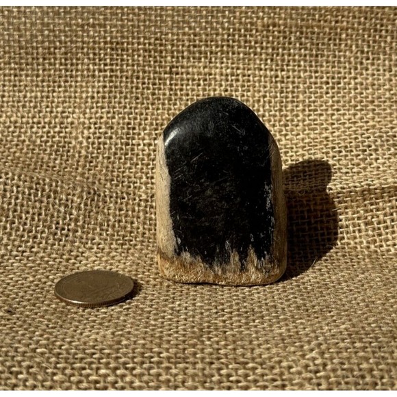 Petrified Wood From Indonesia 2.5" - Picture 3 of 12